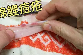 锦鲤痘疮治疗全过程，看完你也能治疗奥！