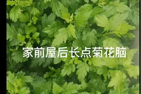 菊花脑喜阴好长，营养丰富，吃的安全放心，疫情期间幸亏有它__视频封面