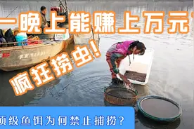 一晚能赚上万元？臭水沟里的红虫为何这么值钱？它有什么稀奇的？视频封面