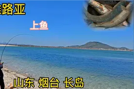烟台长岛海滩路亚，4位钓友占据黄金钓位，大梭鱼爆连上钩，过瘾视频封面