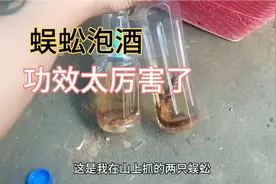 云南小伙在山上捡到蜈蚣泡酒，可以擦皮肤红肿消毒，很神奇视频封面