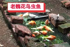谁知道这是什么菜？鸟儿喜欢吃，喂金丝雀安全吗？视频封面