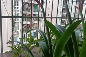 我的阳台养花实拍视频封面