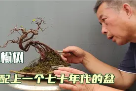 小老榆树配上一个七十年代的盆会是什么效果视频封面