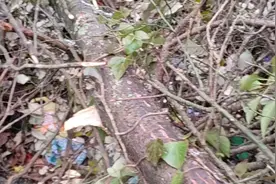 寄生树味甘归肝肾经祛风除湿通经络强肝肾强心脏安抚肚里宝宝这个视频封面