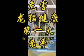 你有了解吗？危害龙猫健康第一大“杀手”视频封面