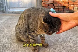 狸花猫尾巴突然断了一截，感觉它有点自卑了……视频封面