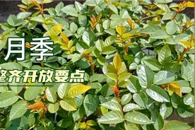 月季爆盆同时开放整齐开放的方法，详细讲解，简单易懂。视频封面