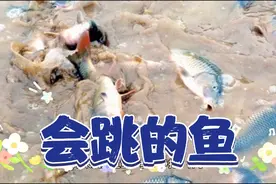 油锅里炸熟的鱼，居然会在盆里跳，奇葩。视频封面