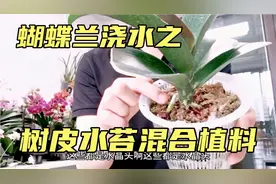 树皮水苔混合植料的蝴蝶兰如何浇水？这期节目特意回答网友问题视频封面