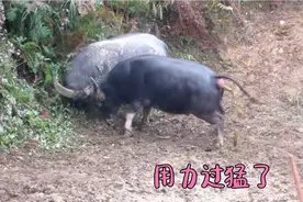 牛说：我不是故意的，用力过猛了视频封面