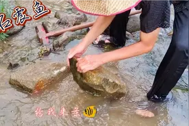 今天来小溪边体验下敲石震鱼的乐趣，真管用！鱼儿自己跑出来视频封面