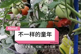 住在城市高楼里的孩子，露台摘菜，感受不一样的童年生活。视频封面
