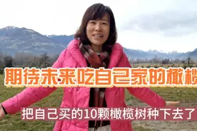 种橄榄树啦，心暖种下的是希望，是对美好未来的憧憬。。视频封面