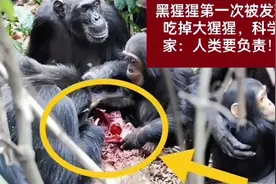 黑猩猩第一次被发现吃掉大猩猩，科学家:人类要负责！视频封面