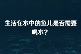 生物冷知识：生活在水中的鱼儿是否需要喝水？视频封面