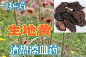每天一味中药清热凉血药生地黄的功效，性能特点，主治病症视频封面