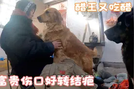 听说牛肉促进伤口愈合，买来给富贵分多一些，富贵宝宝快些好起来视频封面