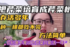 把芹菜培育成芹菜树，存活多年，只种一棵都吃不完，培育方法简单视频封面