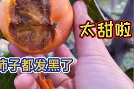 从树上摘下来就可以吃的黑柿子你见过吗？如今火遍全网，地里看苗视频封面