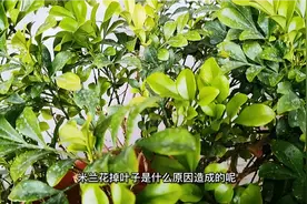 米兰花黄叶掉叶的原因及解决的办法视频封面
