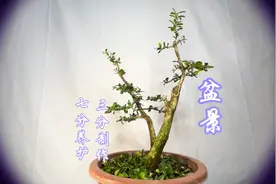 盆景“三分制七分养”，双杆黄杨第一次修剪后太漂亮啦！赶紧看看视频封面