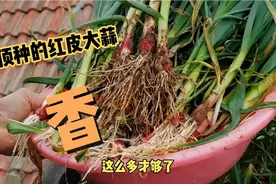 楼顶种的大蒜拔了给妻弟办酒席用！空盒子种莴苣，春天菜不用愁！视频封面