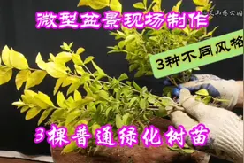 3棵普通小树苗，园艺师现场教你！制作3种不同风格的微型盆景视频封面