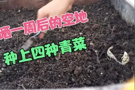 楼顶自制的简易菜箱，虽然不大，能种点青菜也不错视频封面