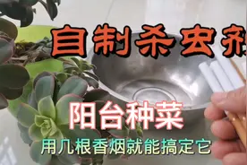 蔬菜花卉生虫别打药，把香烟泡一泡喷一喷，效果杠杠的！视频封面