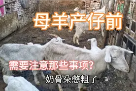 母羊难产不用急，65岁养羊大哥这样简单做一下，不花钱就搞定视频封面