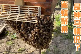 花400百买两群中蜂，过箱后蜜蜂要飞逃，蜜蜂还能收回吗？视频封面