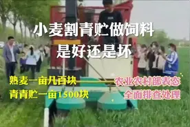 小麦割青贮做饲料，到底是好还是坏？老铁，你们怎么看？视频封面