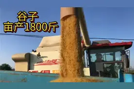 河南社旗的谷子丰收了，亩产最高可以达到1800斤，收割现场实拍视频封面