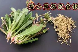 蒲公英搭配金银花！视频封面