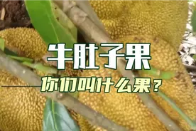 满心欢喜的以为已经熟了，最后却落空，是我打扰了视频封面