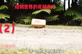 动物世界上演死神来了视频封面