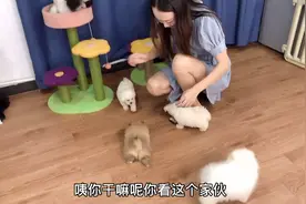 5只狗狗出来撒欢，激动的控制不住，干啥的都有，没想到那么顽皮视频封面