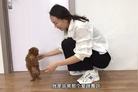 小泰迪第一次出来，放地上不到5秒突然直立行走，简直成精了视频封面