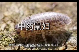 中药鼠妇的作用与功效。性味归经。中药，中草药。@西瓜知识