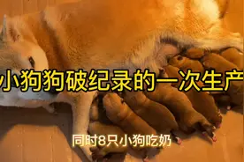 小狗破纪录的一次生产，一窝生了八只，也太厉害了吧视频封面