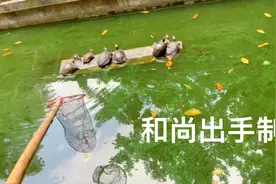 小伙子不听劝非抓寺院放生池里的乌龟，僧人毫不客气视频封面