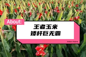 矮杆巨无霸玉米种，抗病抗旱又抗倒，亩产达2859斤，明年种地首选视频封面