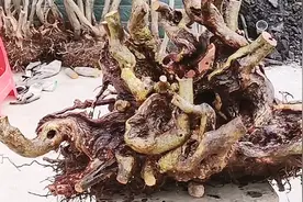 不太适合新手盘玩的极品映山红老桩，忍不住还是要分享给朋友看看视频封面