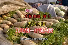 山东大葱白菜产地滞销无人问津，一车车蔬菜几毛钱没人要。视频封面