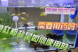 观赏鱼生病需要用药吗？养殖专用盐具体是如何使用的？视频封面