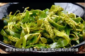 春日吃柳芽美味可囗且柳芽具有一定的营养价值和药用价值。视频封面