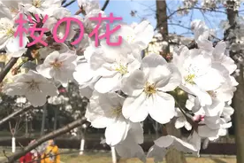 桜の花（日本民歌）视频封面