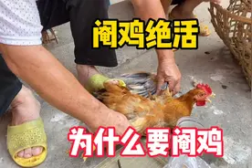传统手艺阉鸡，为什么要阉鸡？阉鸡有什么作用？视频封面
