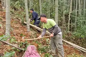 20元一斤的冬笋，竹山被挖的可以直接种菜，却每天还能挖出几百斤视频封面